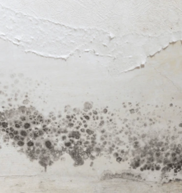 mold removal nevada tx