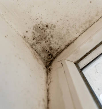 mold removal Richardson TX