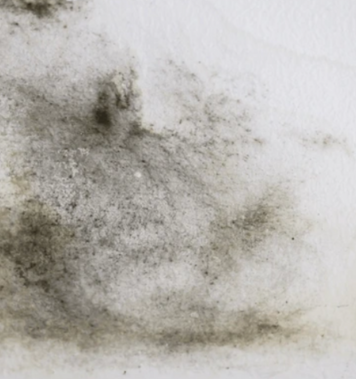 mold removal weston tx mold removal weston tx