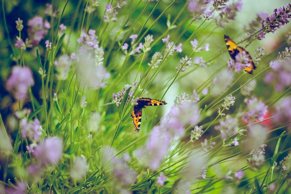Two colorful butterflies flying over purple wildflowers in a green meadow