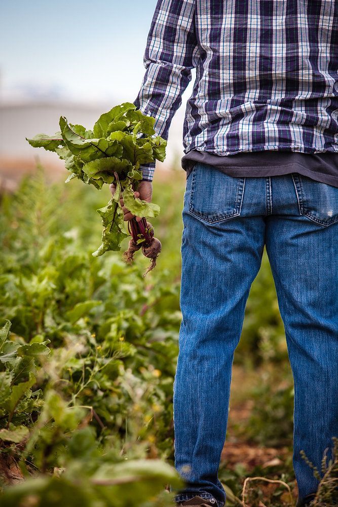 Person in plaid shirt and jeans holding freshly picked greens in a field