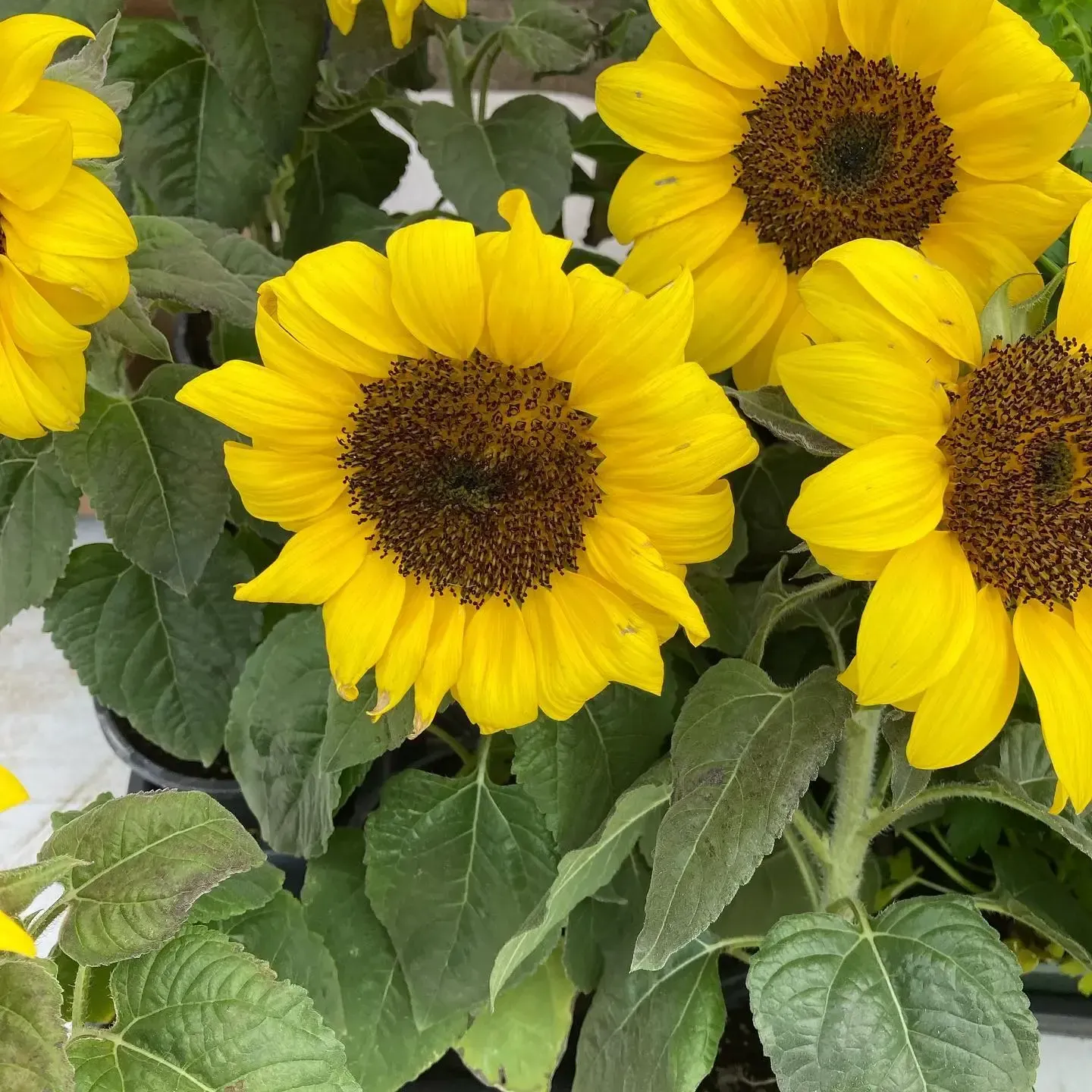 Bright yellow sunflowers with dark centers and green leaves in a garden arrangement