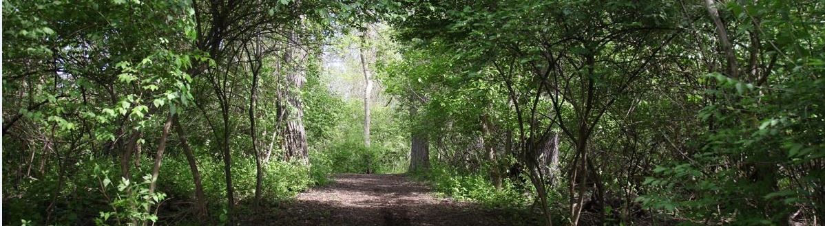 Wooded path under dense green trees with sunlight filtering through the canopy