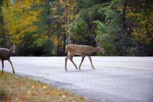 Two deer crossing a wet road beside autumn trees