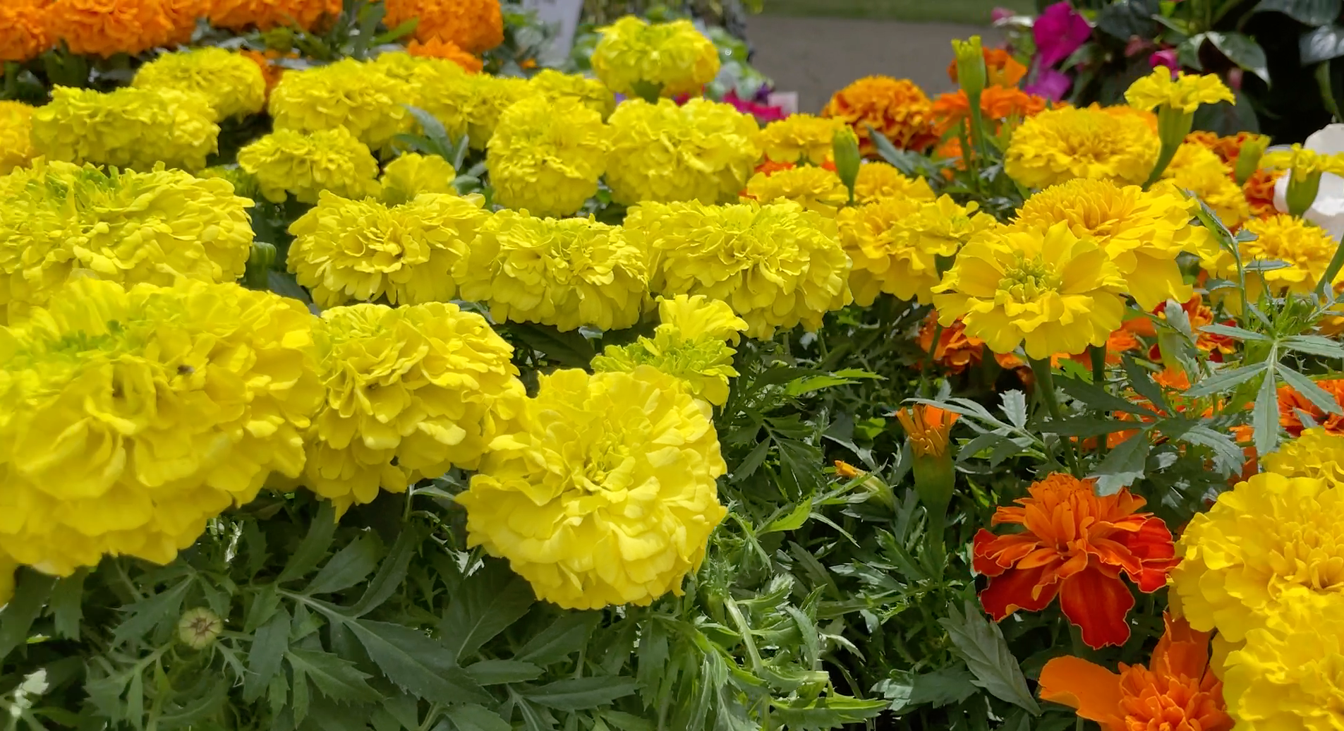 Bright yellow and orange marigolds blooming in a garden bed