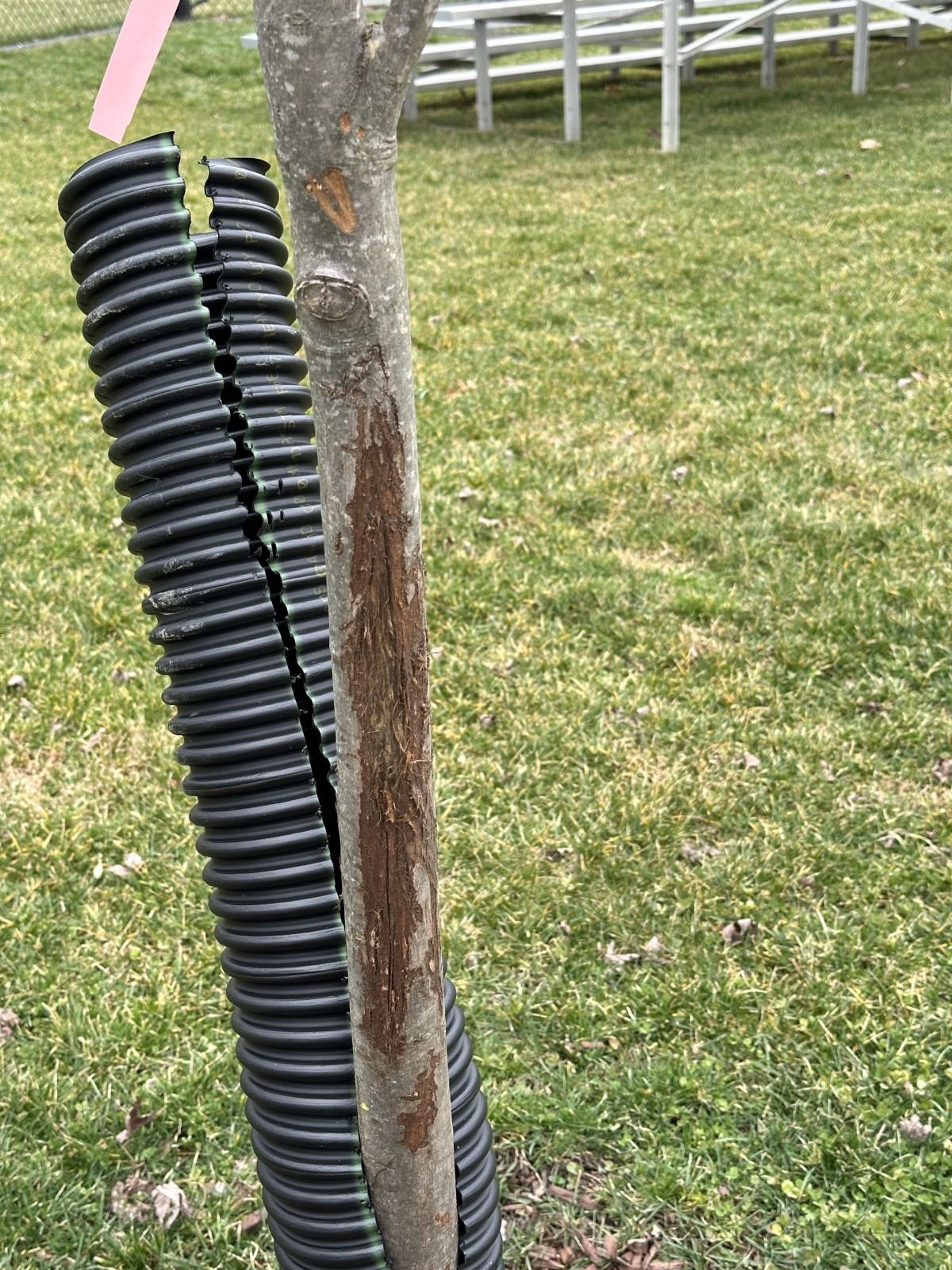 Black corrugated pipe wrapped around a tree trunk on a grassy lawn