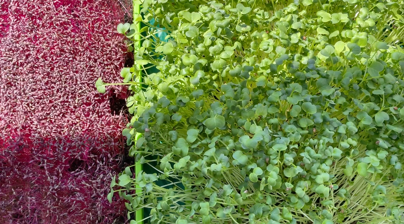 Red and green leafy plants growing side by side, divided by a narrow dark gap.