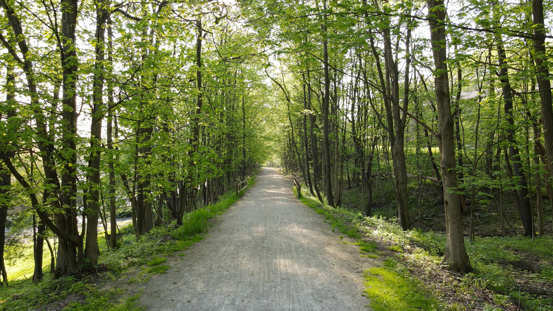 Gravel path through a green forest lined with trees and dappled sunlight