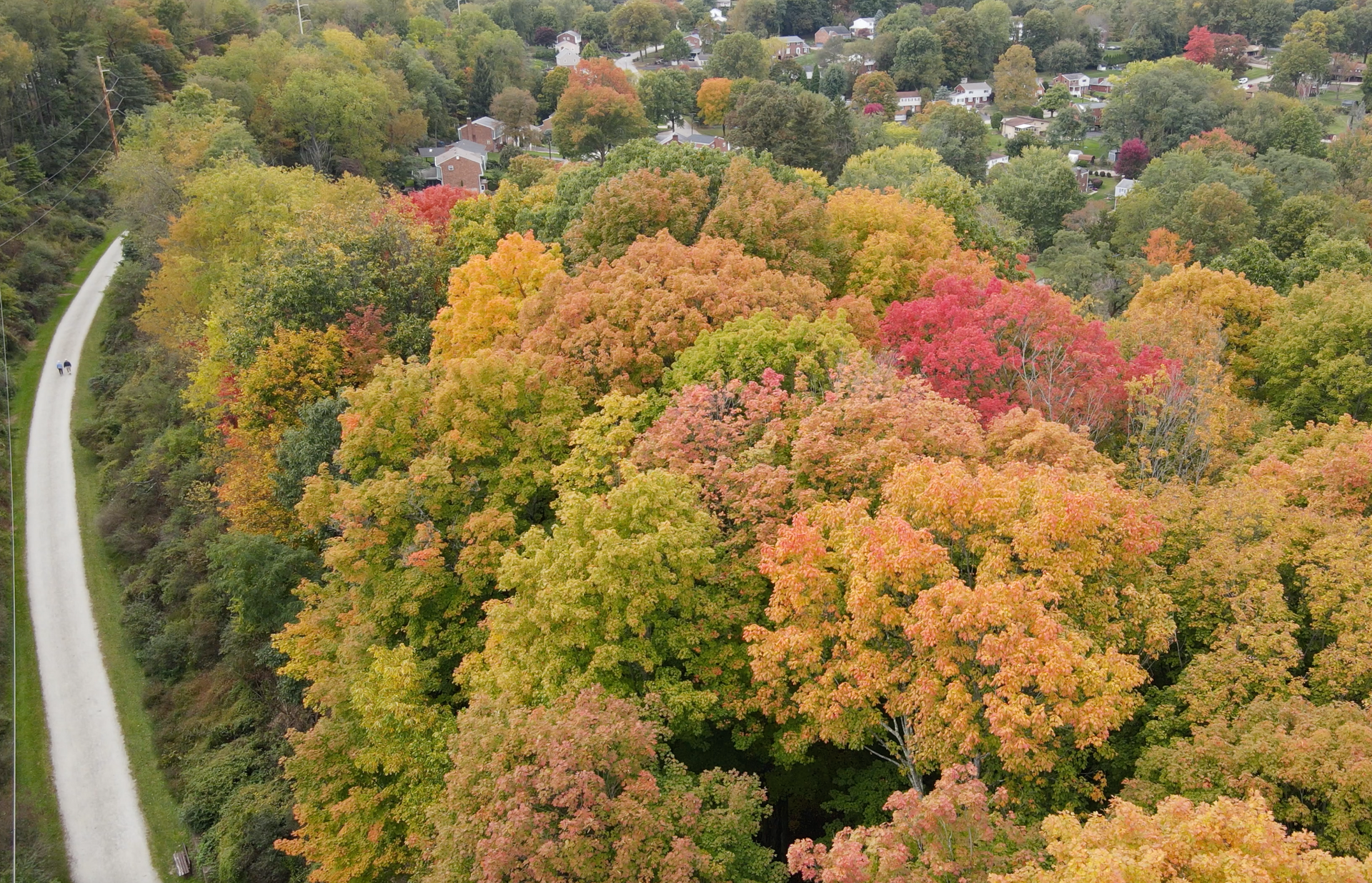 Aerial view of colorful autumn trees beside a winding road in a wooded neighborhood