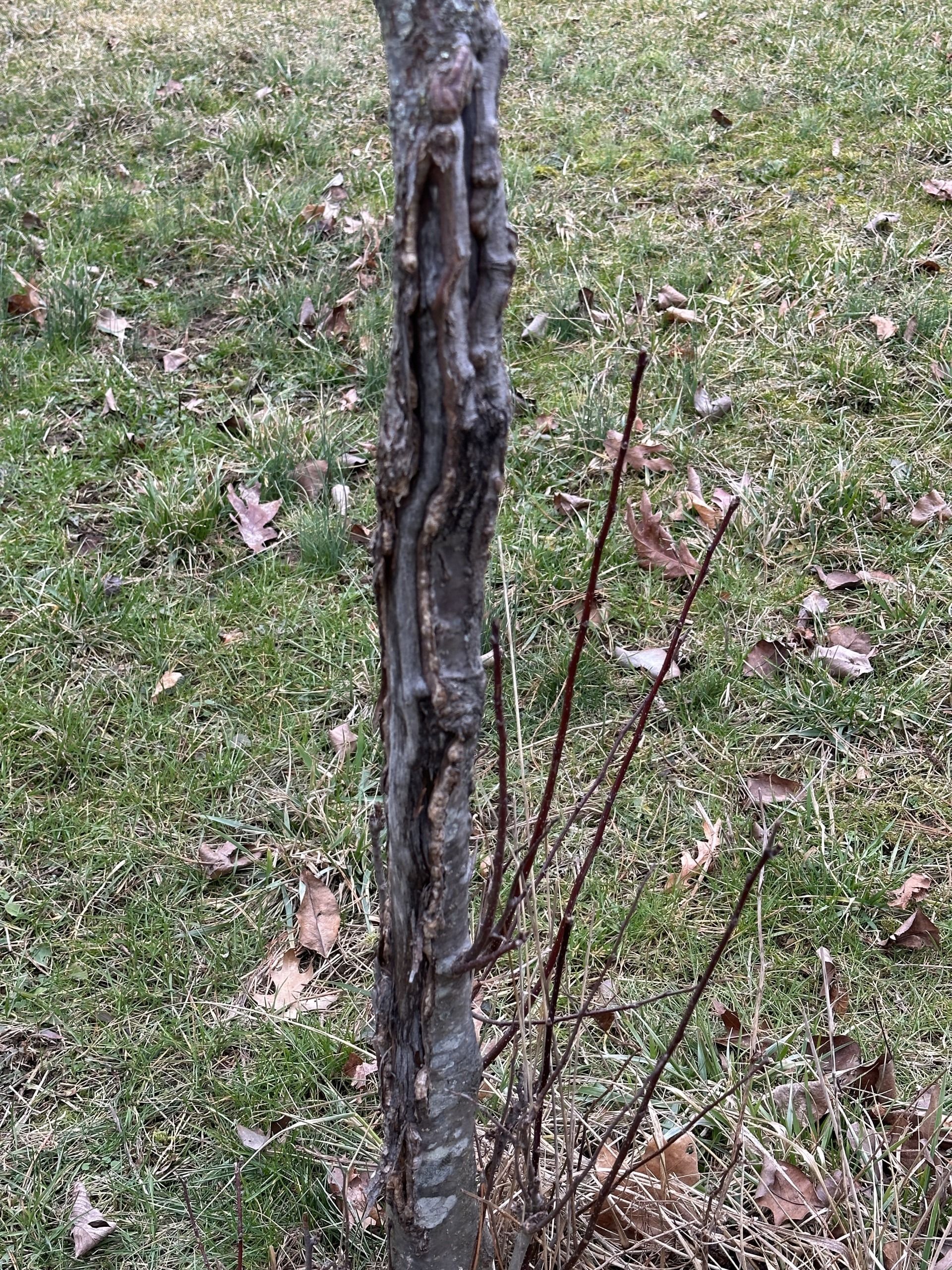 Bare sapling trunk with thin branches in a grassy outdoor area