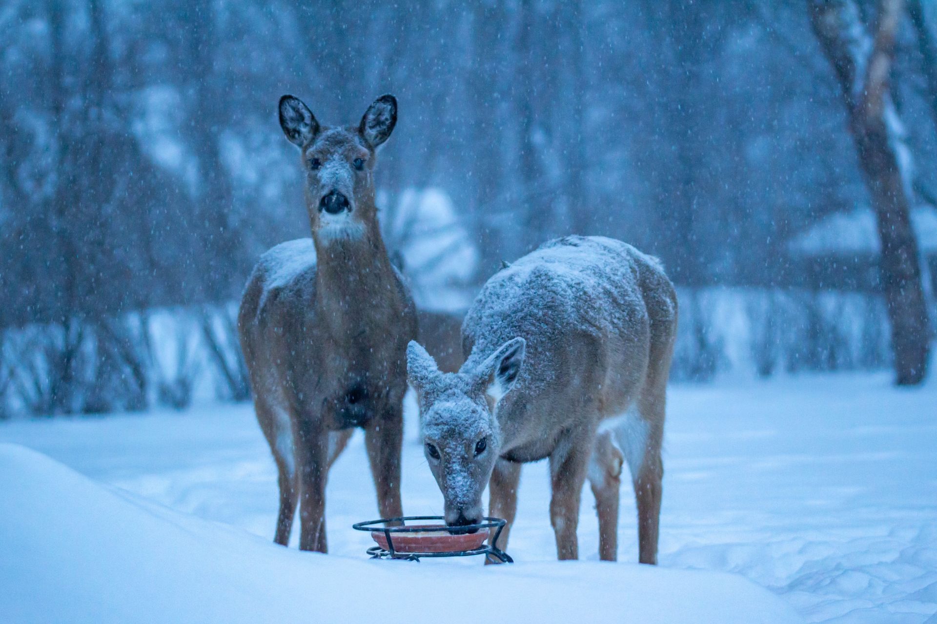 Two deer standing in snowy woods, one eating from a feeder in a blue winter scene