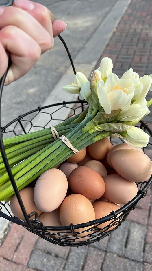Wire basket with brown eggs and white tulips being held over a brick walkway