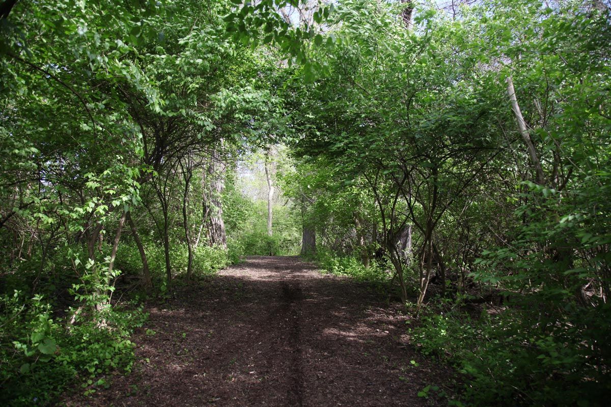 Wooded dirt path under a leafy green canopy with sunlight in the distance