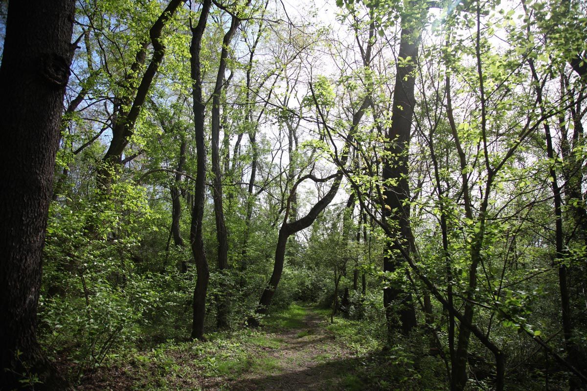 Dense green forest with a narrow dirt path under tall trees and bright sunlight filtering through the canopy