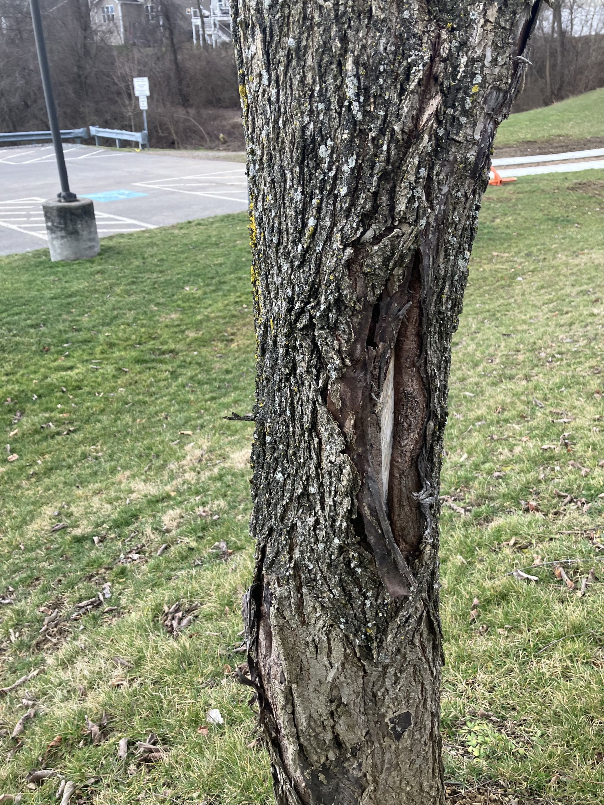 Close-up of a tree trunk with a large vertical split beside a grassy roadside.