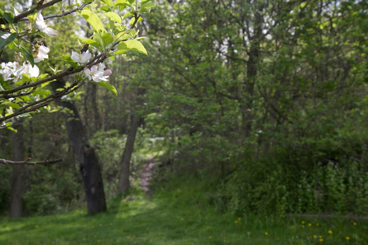 Wooded park with green trees and grass, a narrow path, and white blossoms in the foreground