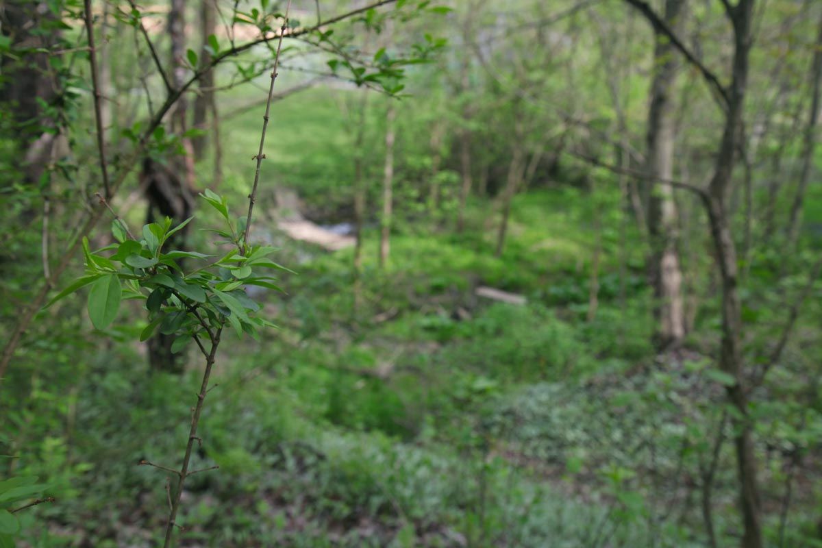 Green wooded trail with dense foliage and a pale path in the distance