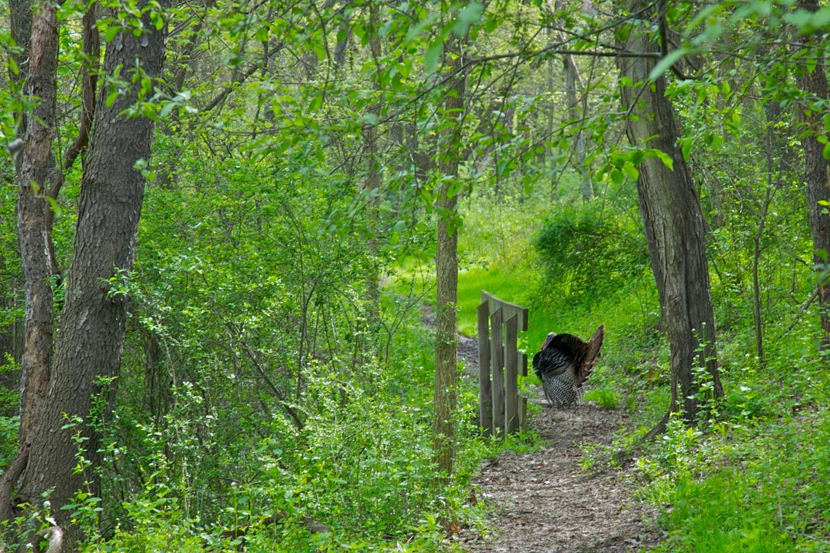 Dog walking on a forest trail among green trees and foliage