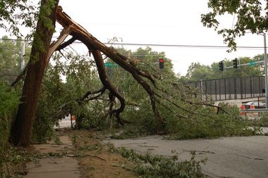 Fallen tree blocking a road; branches and debris on the sidewalk and street; traffic lights in the background.