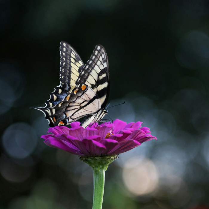 Butterfly perched on a vivid purple flower against a dark blurred background