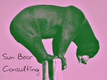 Sun Bear Consulting