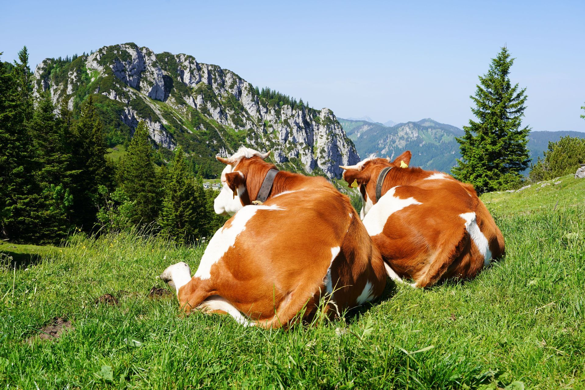 Zwei braun-weiße Kühe liegen auf einer grünen Bergwiese, im Hintergrund bewaldete Hänge und Berggipf