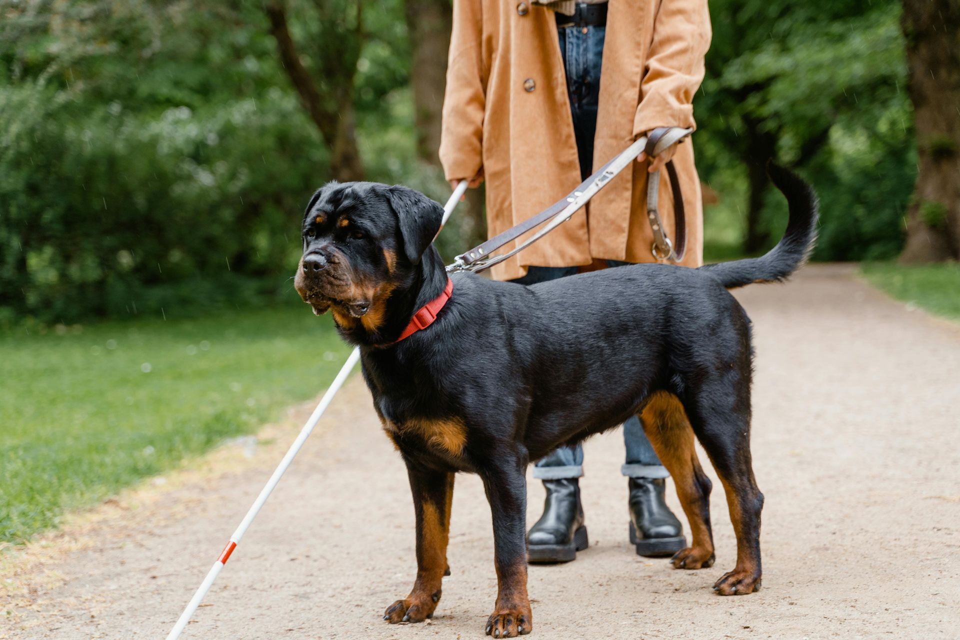 Blindenführhund an der Leine