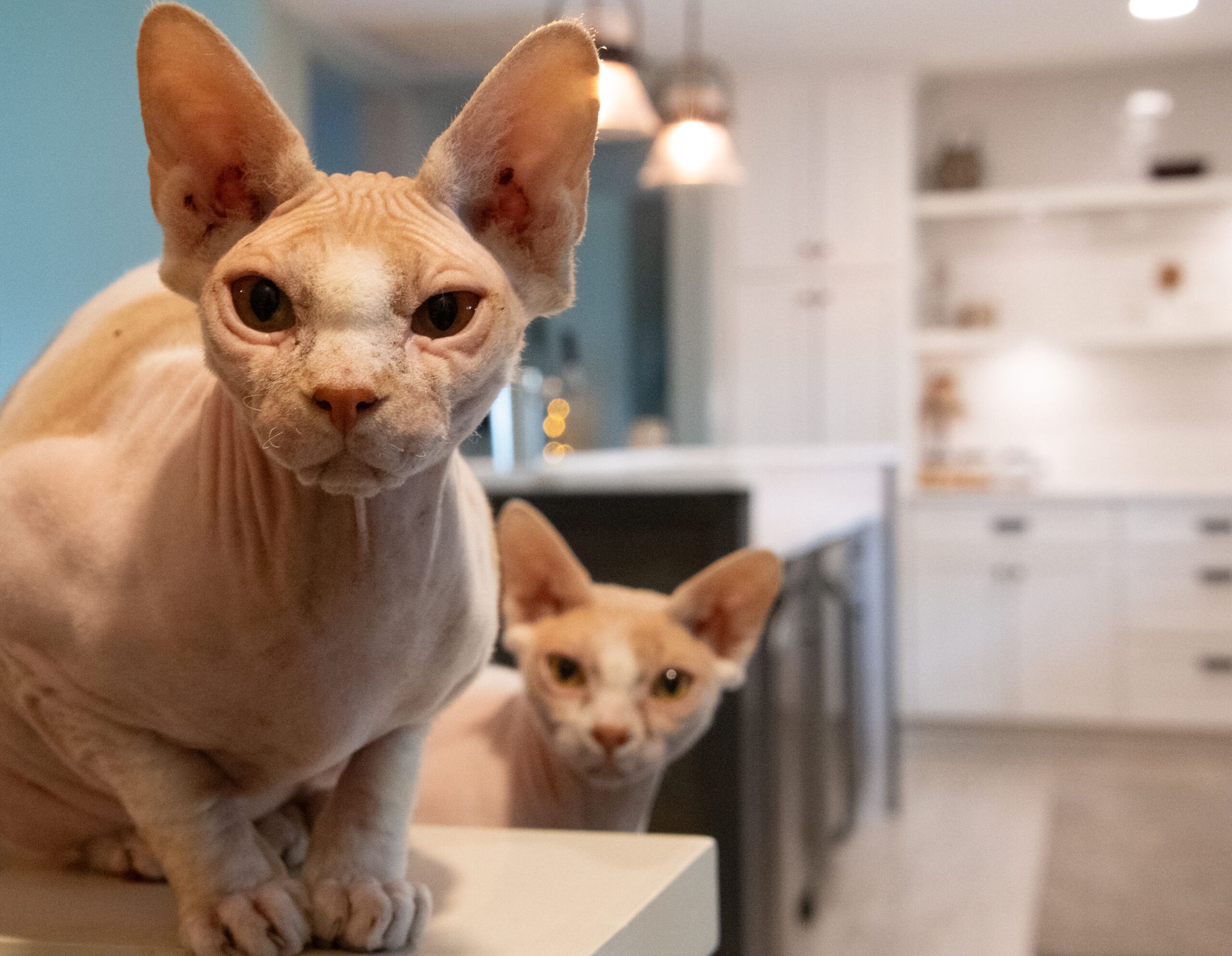 Two hairless cats with large ears in a bright kitchen, one close up and one peeking from behind.