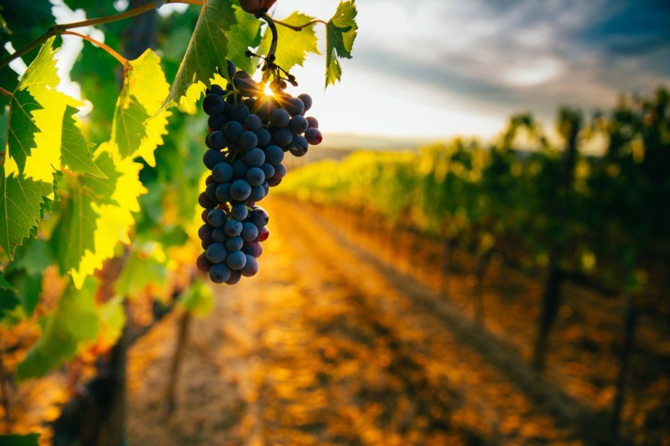 consulenze per agricoltori