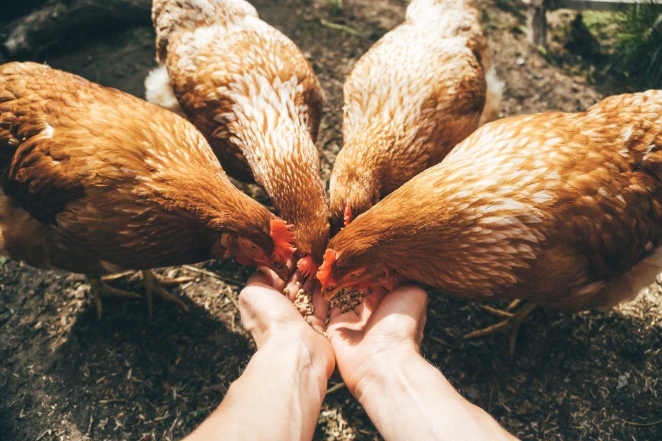 alimenti per animali da cortile