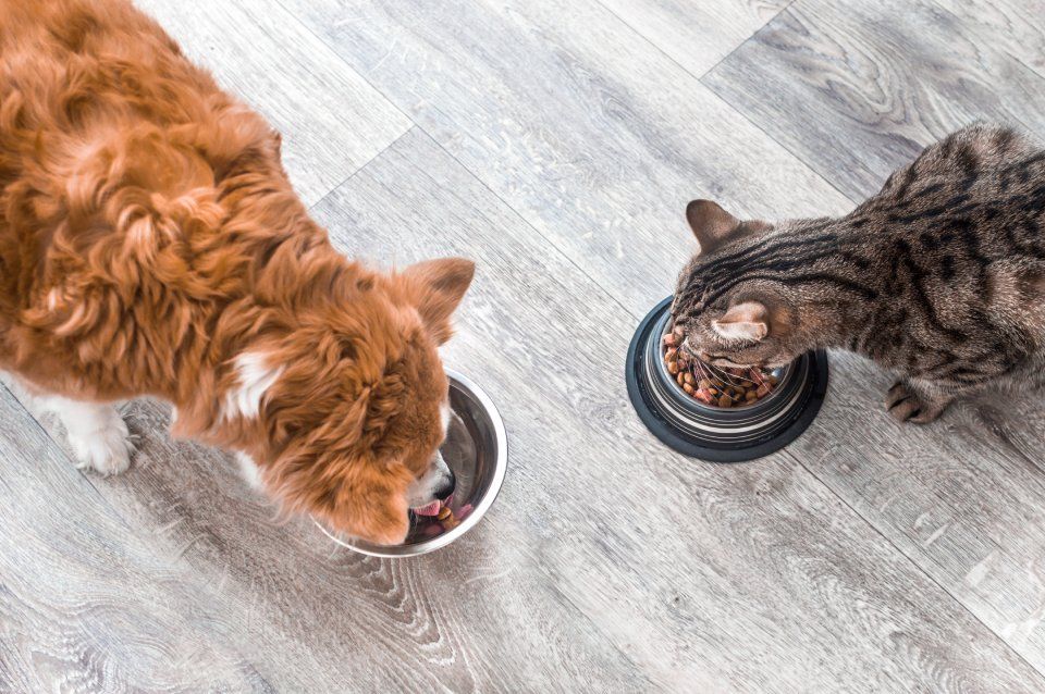 alimenti per animali da compagnia
