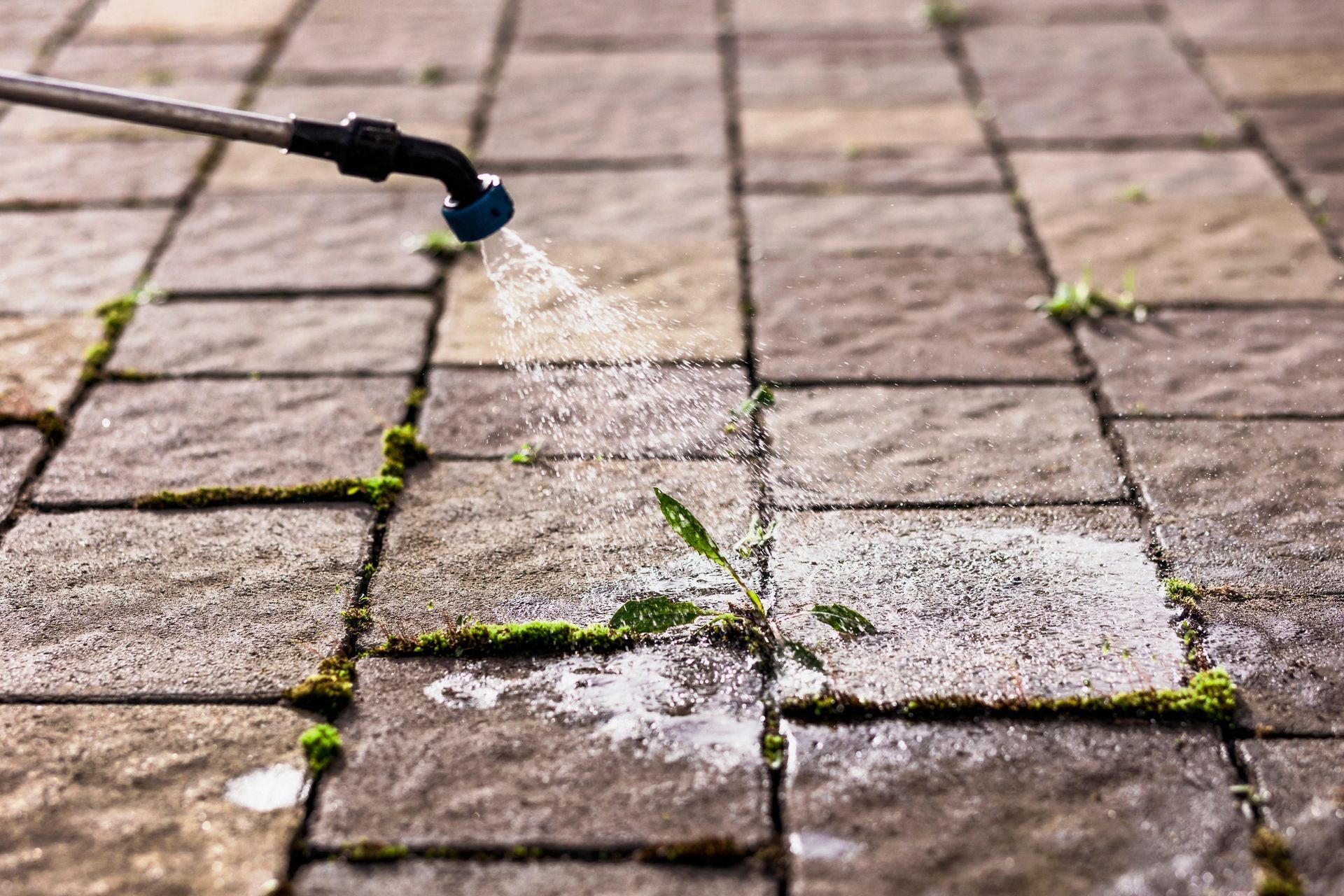Sprayer dispensing liquid onto weed growing between paving stones