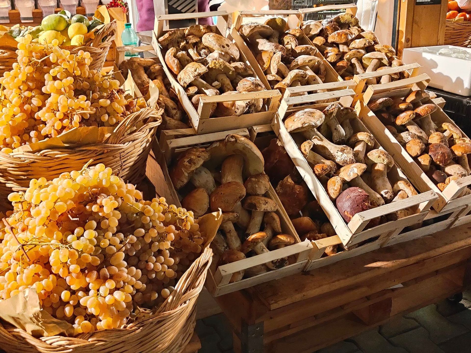 funghi