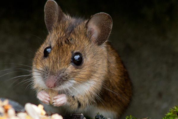 Woodmouse — South Yarmouth, MA — Termite Co. of Cape Cod, Inc.