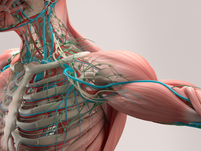 image of myofascial muscles
