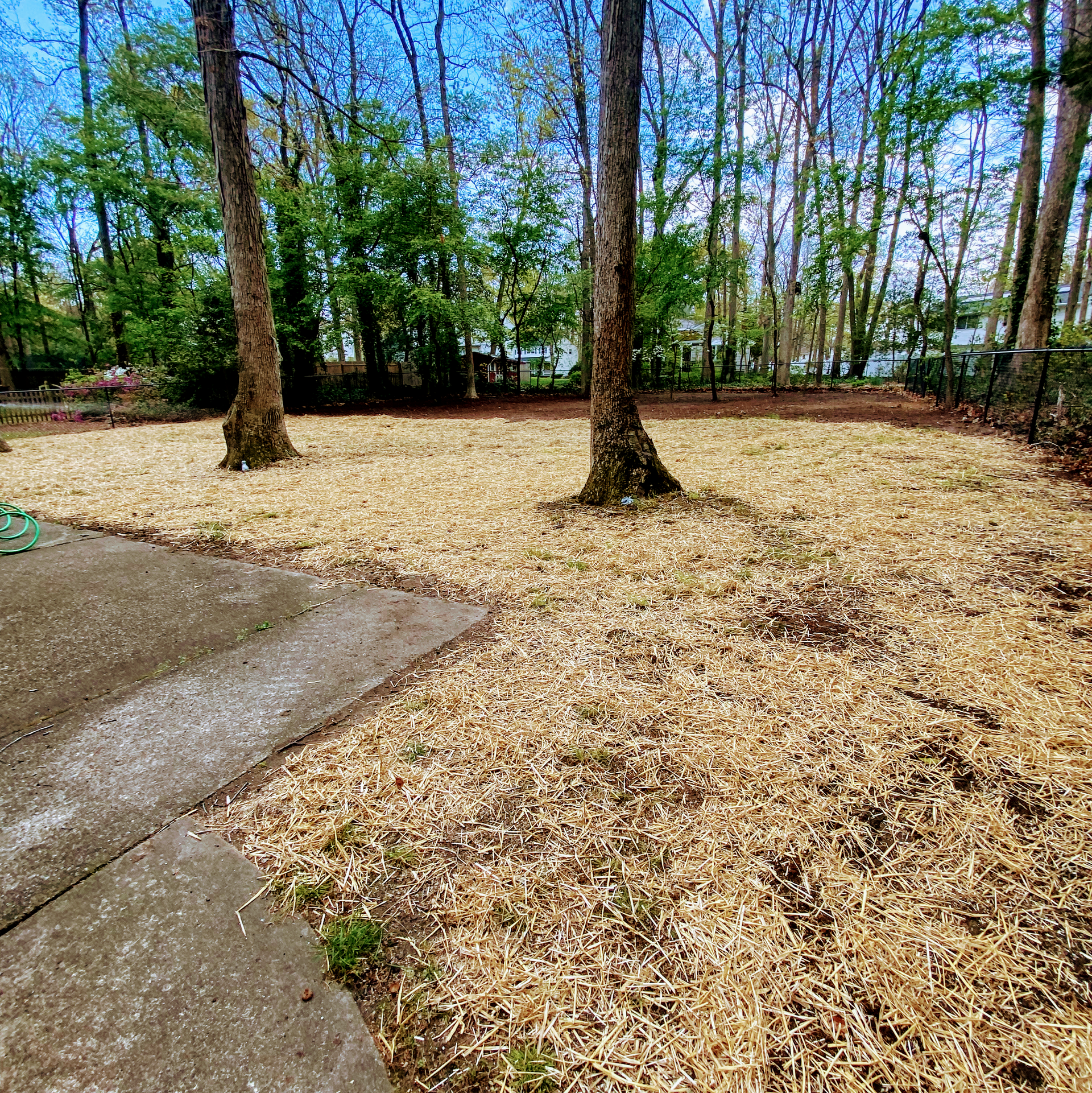 A lush green forest with a lot of leaves on the ground