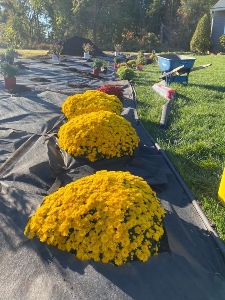 Yellow chrysanthemums lined up on black landscape fabric, ready for planting in a sunny yard