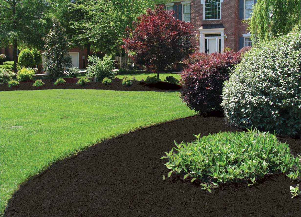 Lush green lawn borders dark brown mulch and landscaped bushes in front of a house