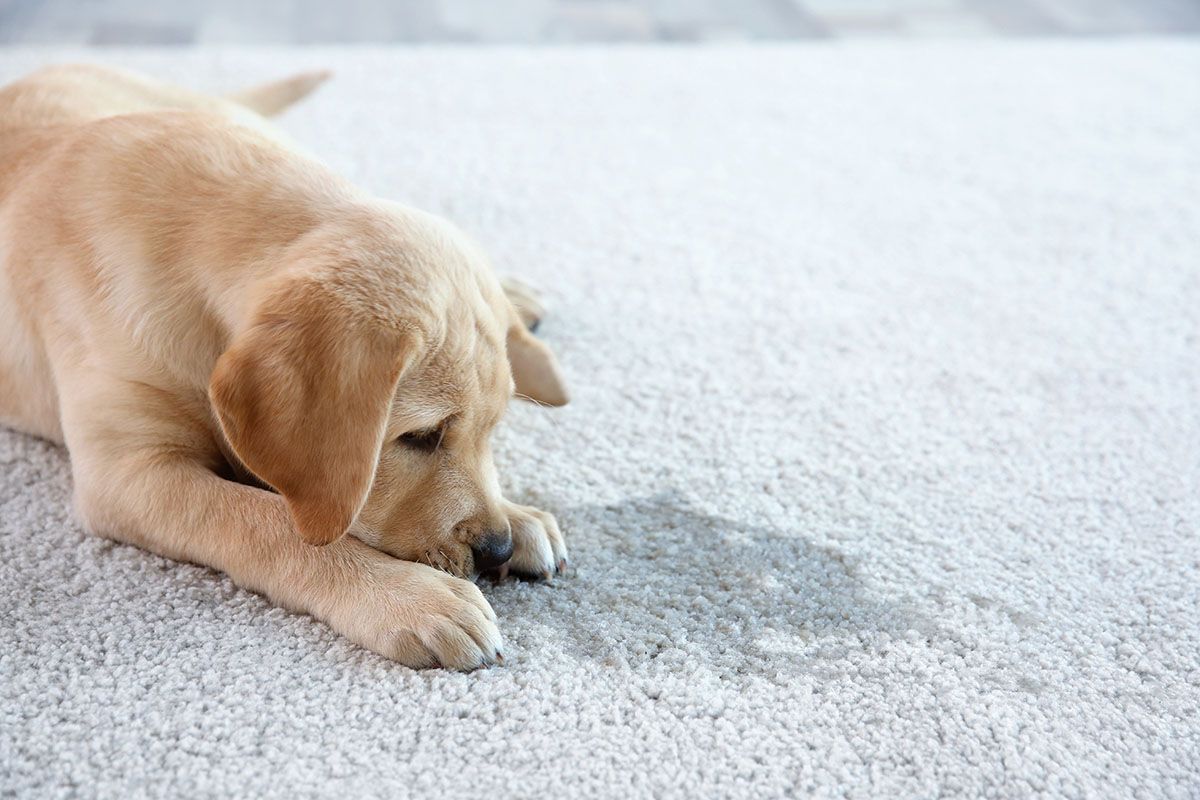 Pet stain removal