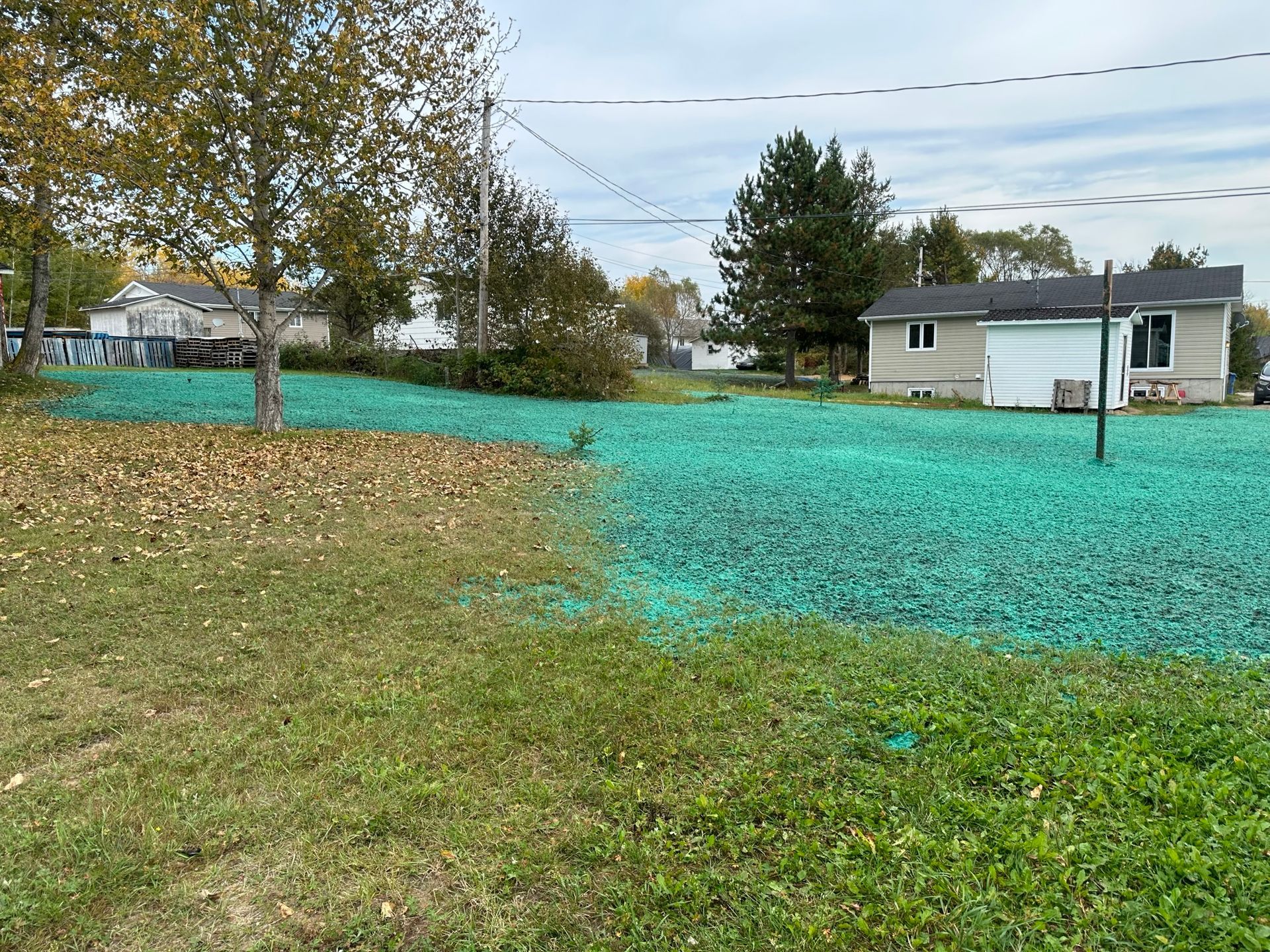 Pelouse traitée avec des plantes vertes recouvrant l'herbe dans une zone résidentielle ; arbres et maisons en arrière-plan.