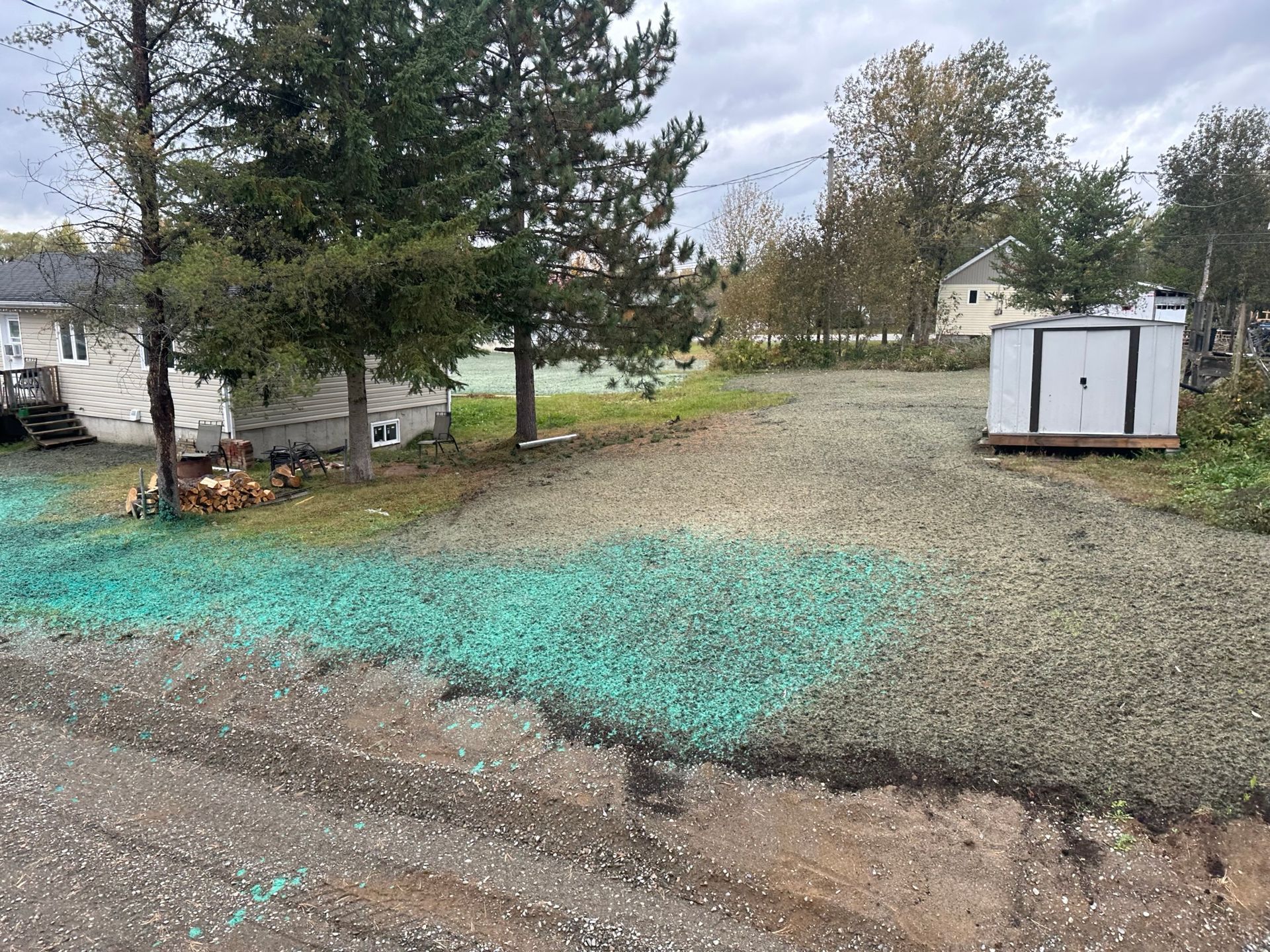 Allée de gravier parsemée de graines vertes, petit abri de jardin, arbres et maisons en arrière-plan. Ciel couvert.