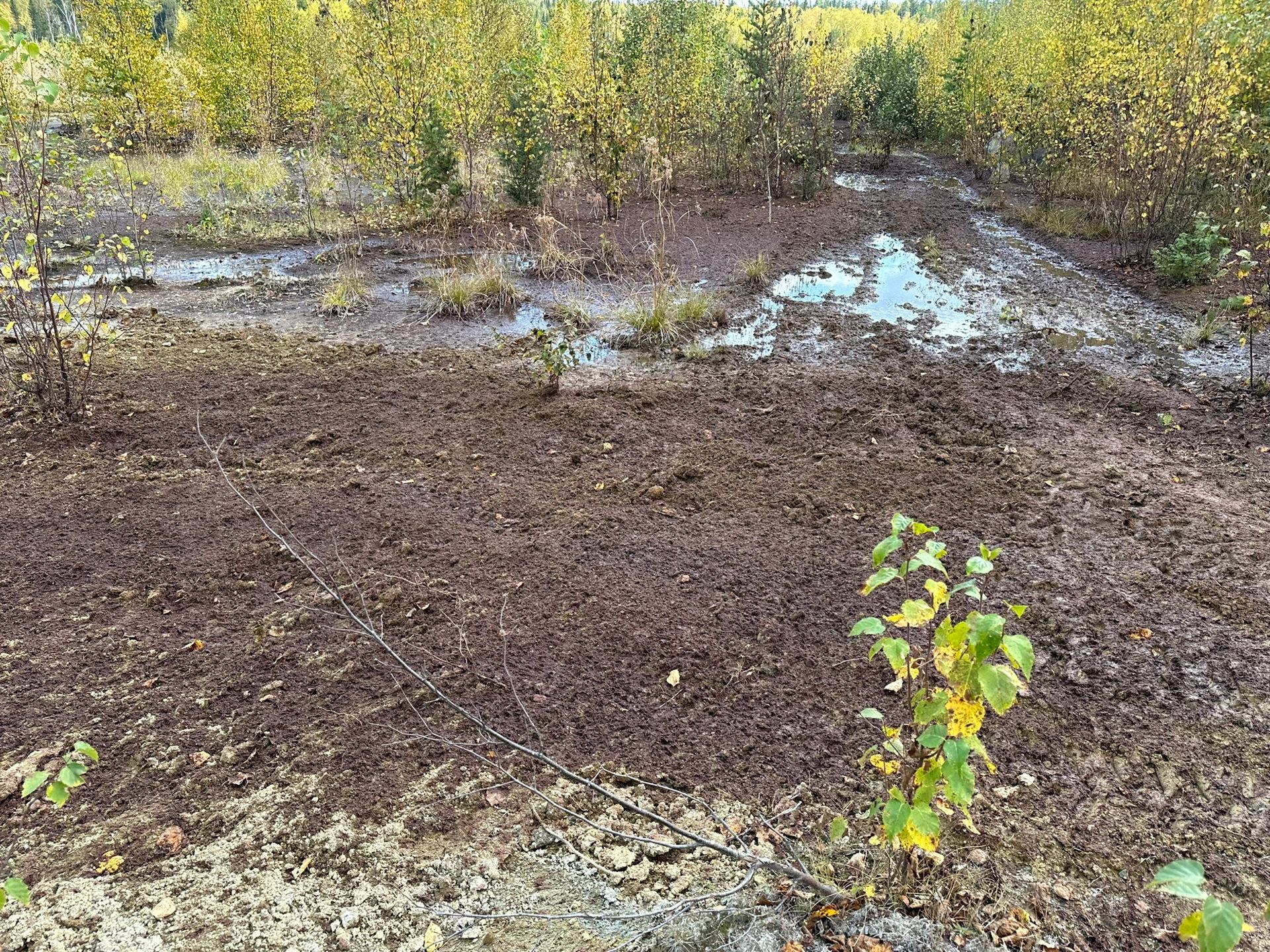 Terrain boueux parsemé de petites flaques d'eau, entouré d'arbres rabougris aux feuilles jaunes.