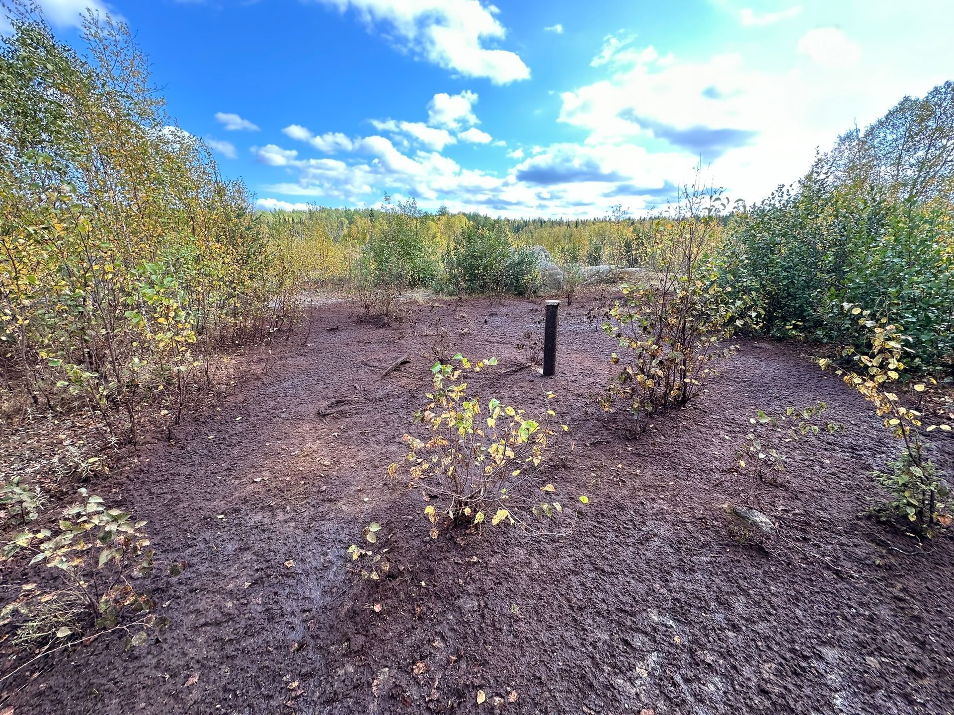 Clairière boueuse dans une forêt avec de jeunes arbres et un poteau sombre ; ciel lumineux avec des nuages ​​en arrière-plan.