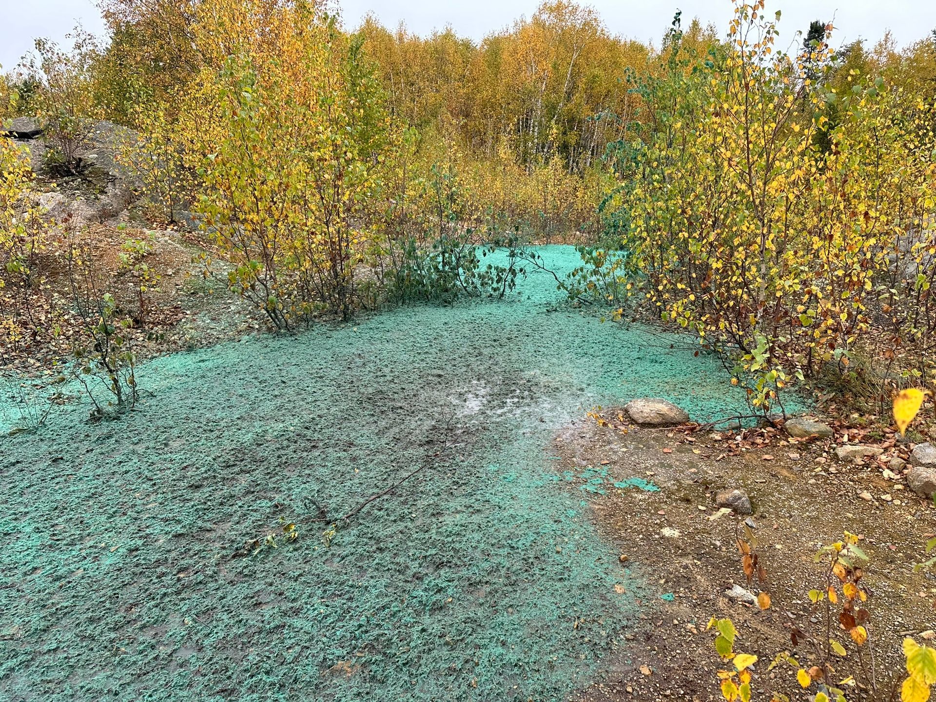 Sol recouvert d'une substance verte, entouré d'arbres aux feuilles jaunes et vertes, en extérieur.