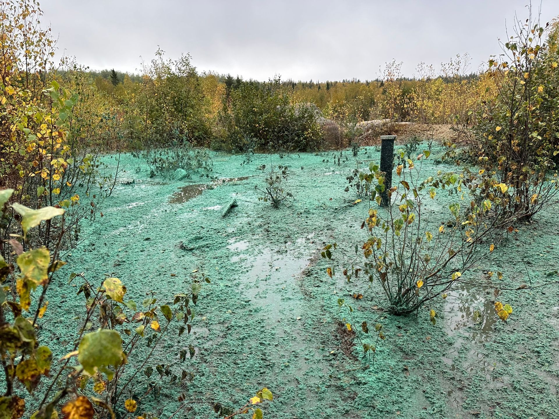 Des graines hydro-ensemencées vertes recouvrent le sol boueux, entourées d'arbustes et d'arbres jaunis.