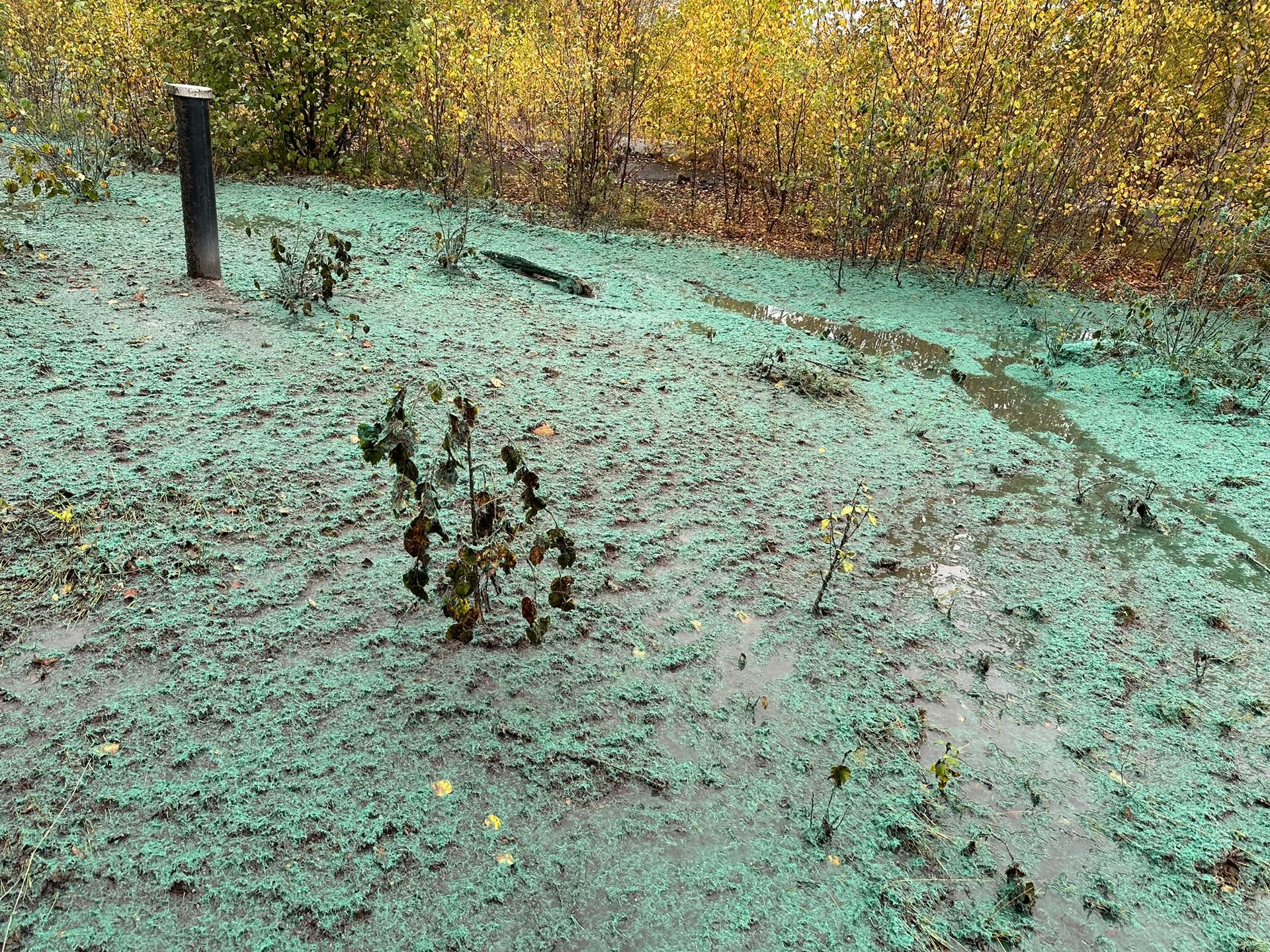 Terrain boueux recouvert de petites plantes d'un vert éclatant, poteau sombre et feuillage jaune en arrière-plan.