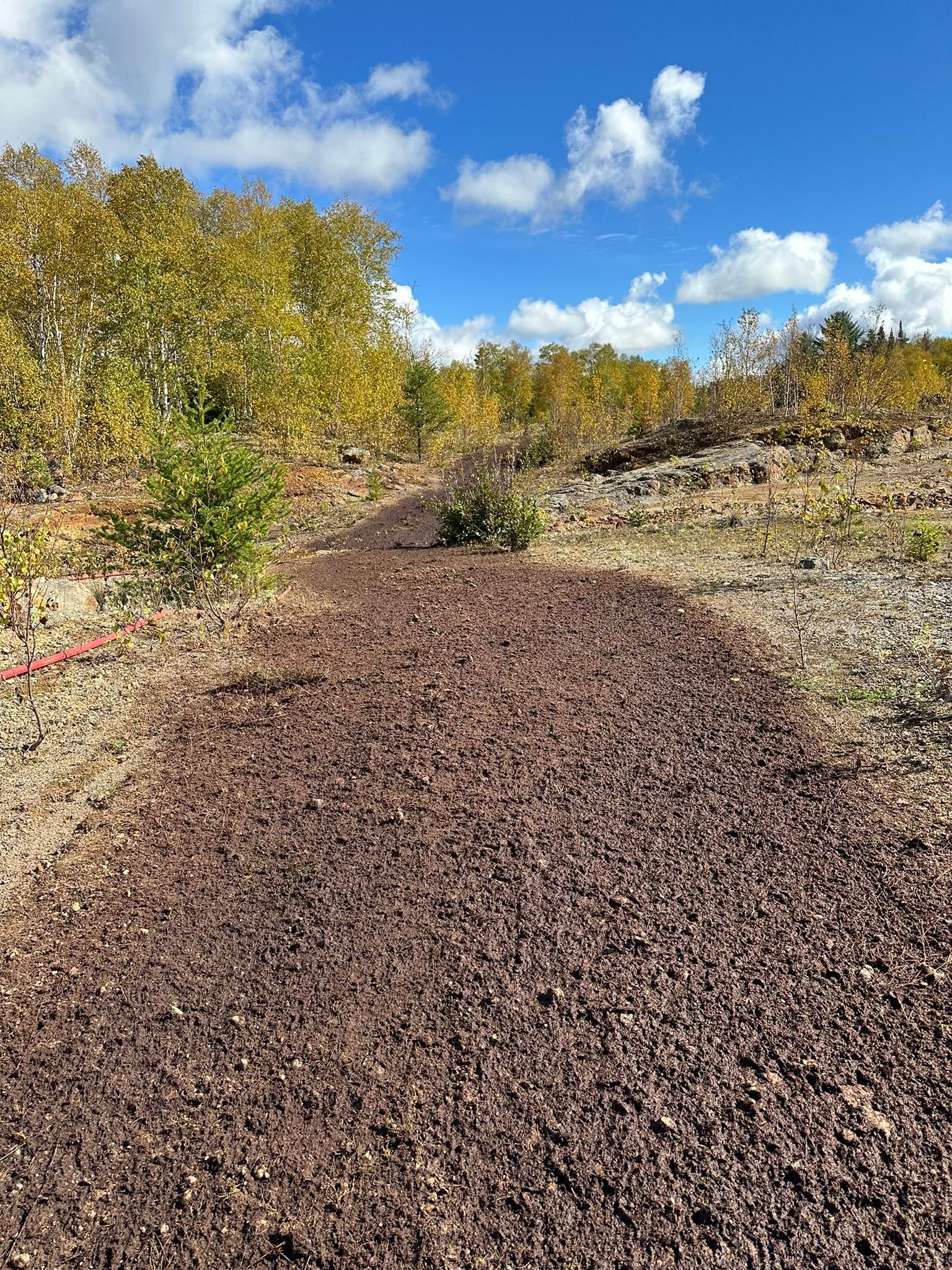 Un chemin de terre recouvert d'un paillis sombre mène à une forêt où les arbres arborent des couleurs automnales sous un ciel bleu.