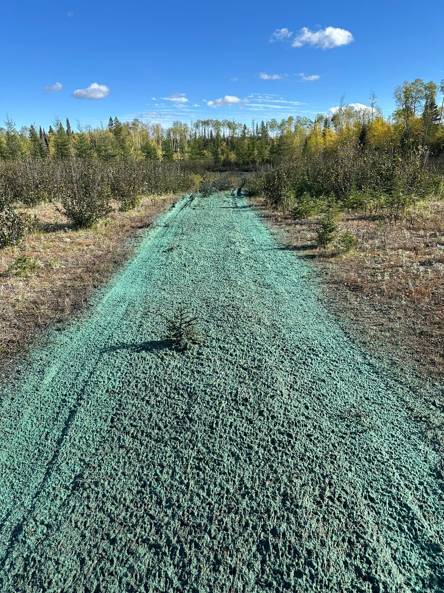 Un chemin de terre verte traversant un champ, entouré d'une végétation clairsemée et d'arbres sous un ciel bleu.