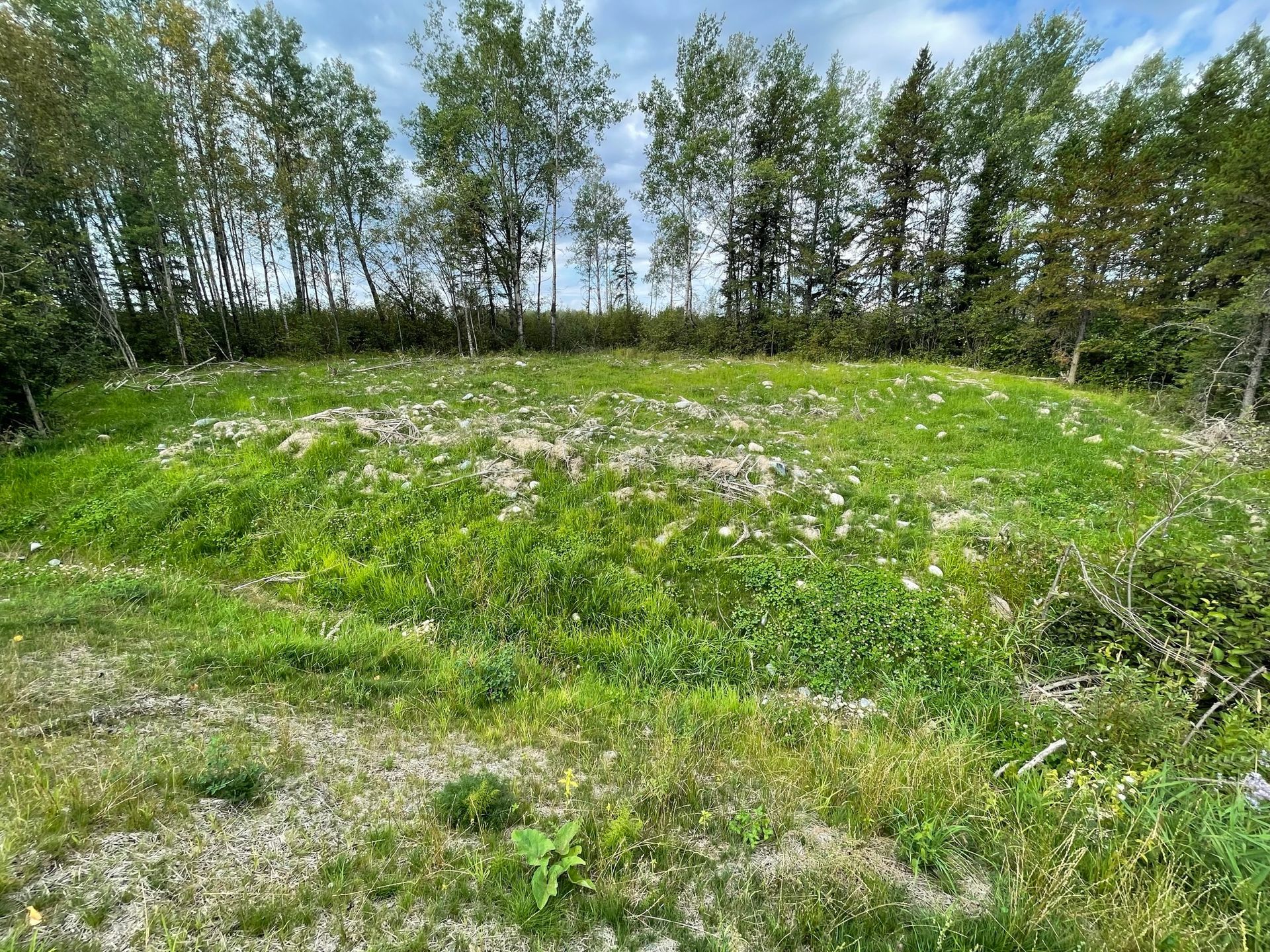 Champ verdoyant parsemé de rochers et de mauvaises herbes, arbres en arrière-plan, ciel nuageux.