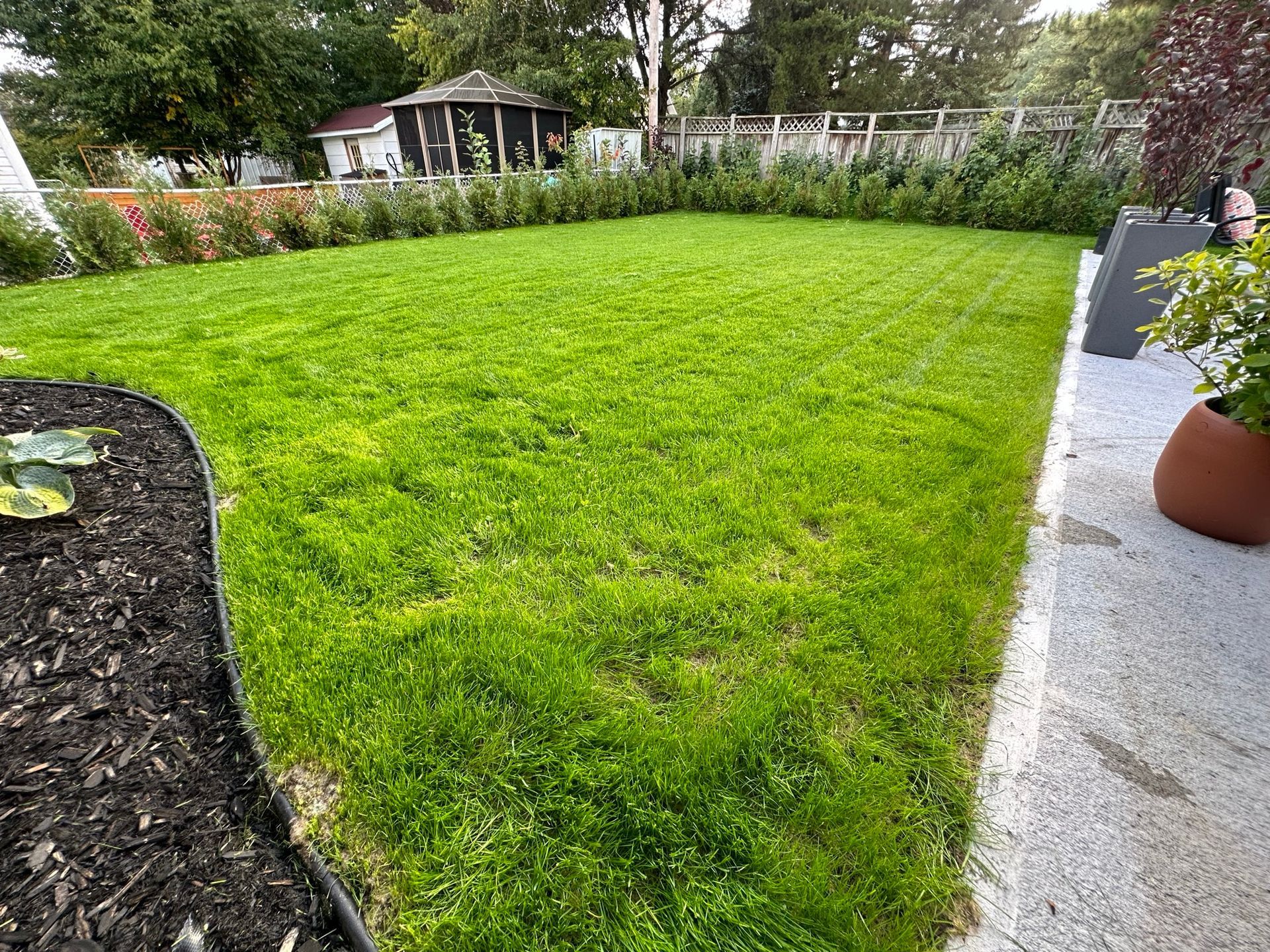 Une pelouse verdoyante avec un patio en arrière-plan.
